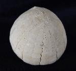 Echinocorys sulcata (GOLDFUSS 1826) - Bild &copy; FossNet FossilienStore